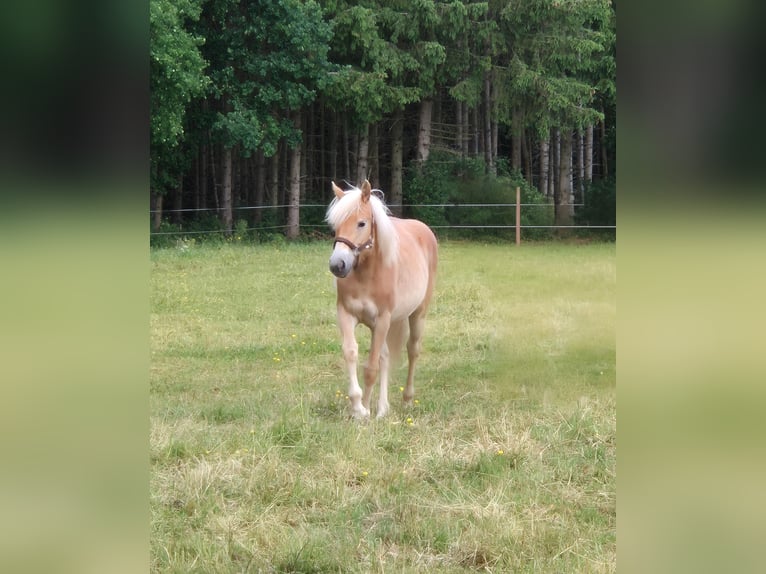 Haflinger Stute 1 Jahr 150 cm Fuchs in Altenahr