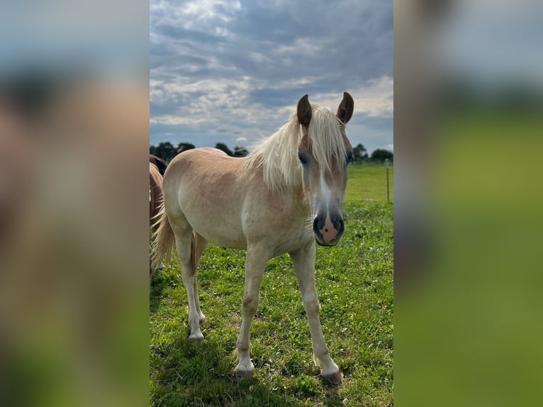 Haflinger Stute 1 Jahr 150 cm in Weistrach
