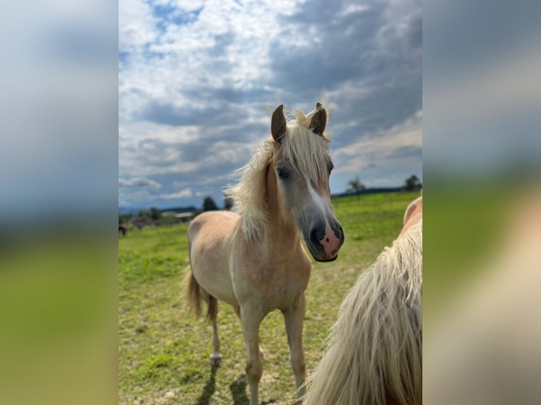 Haflinger Stute 1 Jahr 150 cm in Weistrach