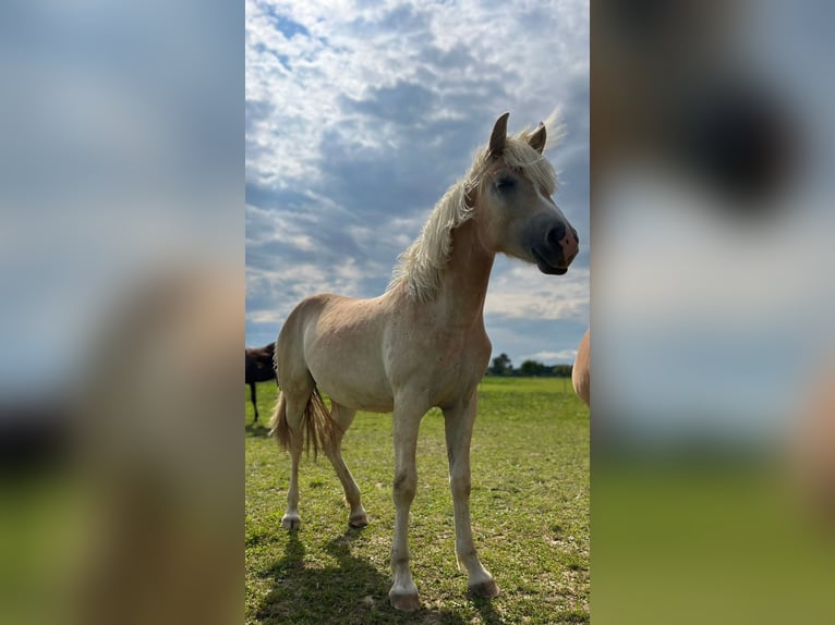 Haflinger Stute 1 Jahr 150 cm in Weistrach