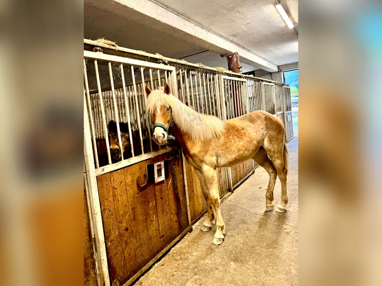 Haflinger Stute 1 Jahr 154 cm Fuchs in Mariatal