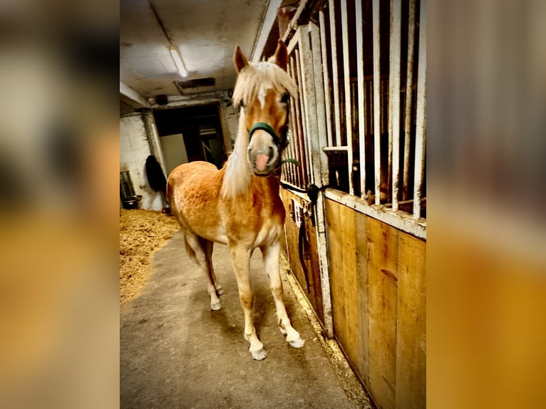 Haflinger Stute 1 Jahr 154 cm Fuchs in Mariatal