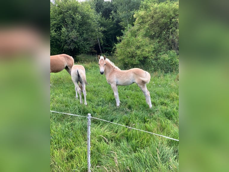 Haflinger Stute 1 Jahr 155 cm  in Daaden