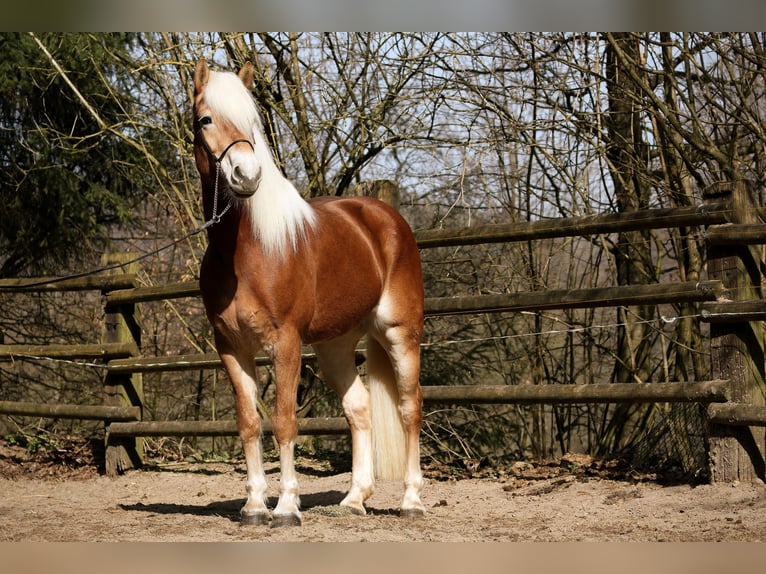 Haflinger Stute 1 Jahr 155 cm  in Daaden