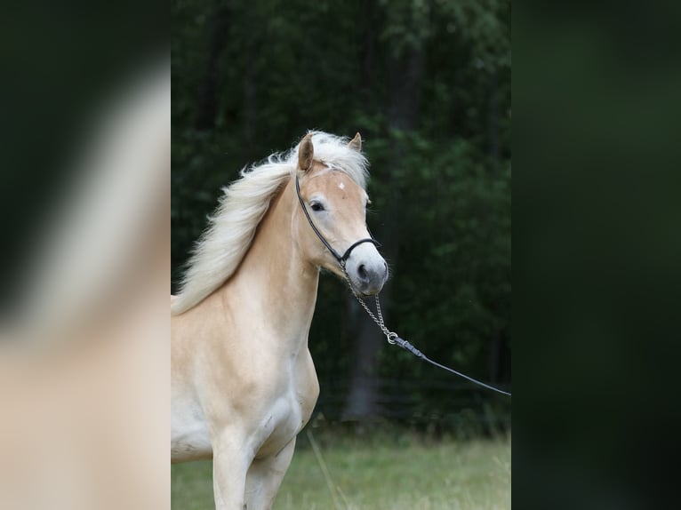 Haflinger Stute 1 Jahr 155 cm  in Daaden