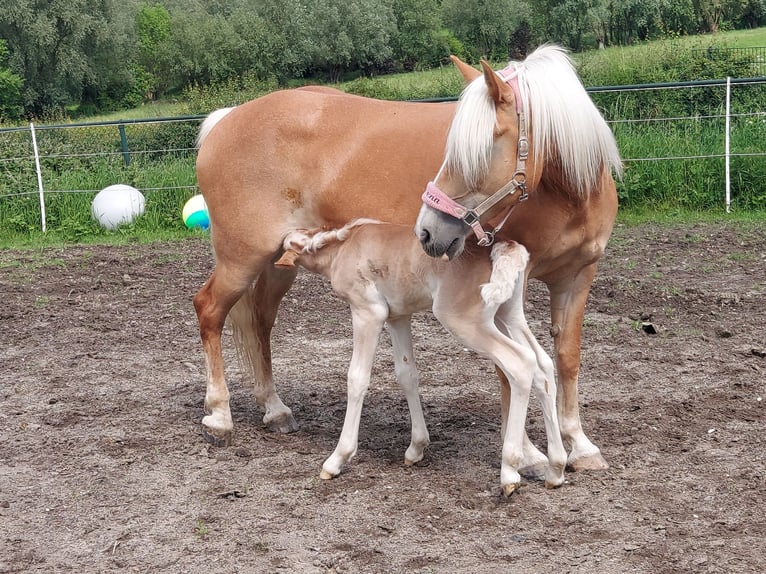 Haflinger Stute 1 Jahr 155 cm Fuchs in Aachen