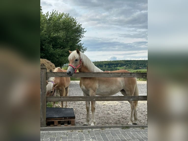 Haflinger Stute 1 Jahr 155 cm Fuchs in Aachen