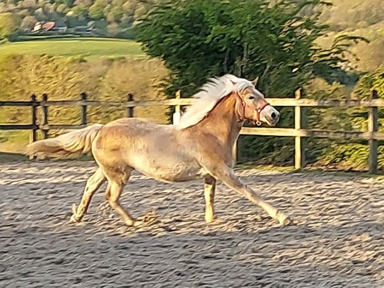 Haflinger Stute 1 Jahr 155 cm Fuchs in Aachen