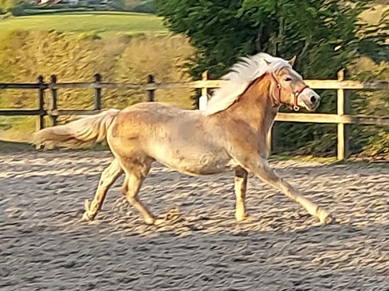 Haflinger Stute 1 Jahr 155 cm Fuchs in Aachen