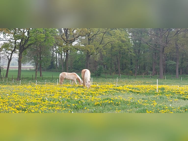 Haflinger Stute 1 Jahr 155 cm Fuchs in Aalten