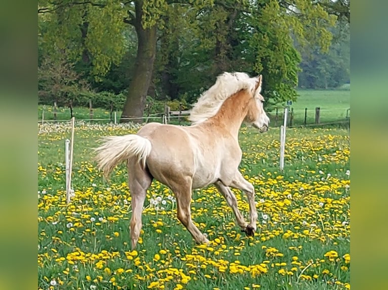 Haflinger Stute 1 Jahr 155 cm Fuchs in Aalten