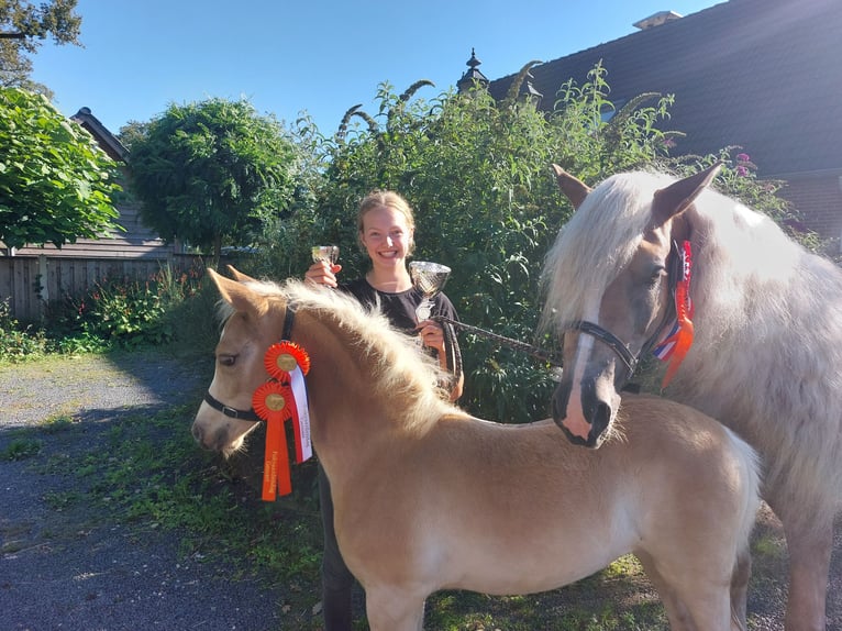 Haflinger Stute 1 Jahr 155 cm Fuchs in Aalten