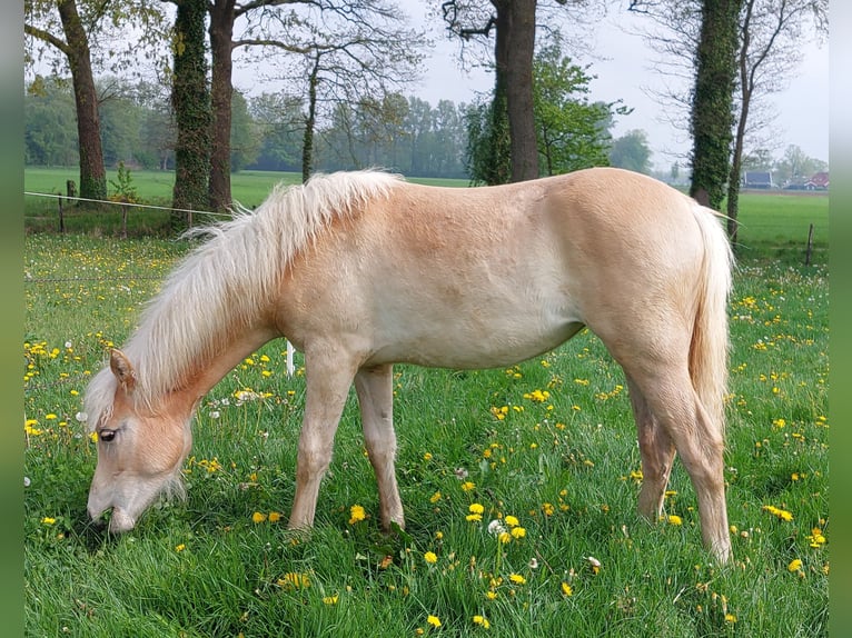 Haflinger Stute 1 Jahr 155 cm Fuchs in Aalten