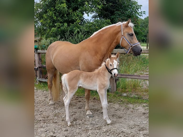 Haflinger Stute 1 Jahr 155 cm Fuchs in Aalten