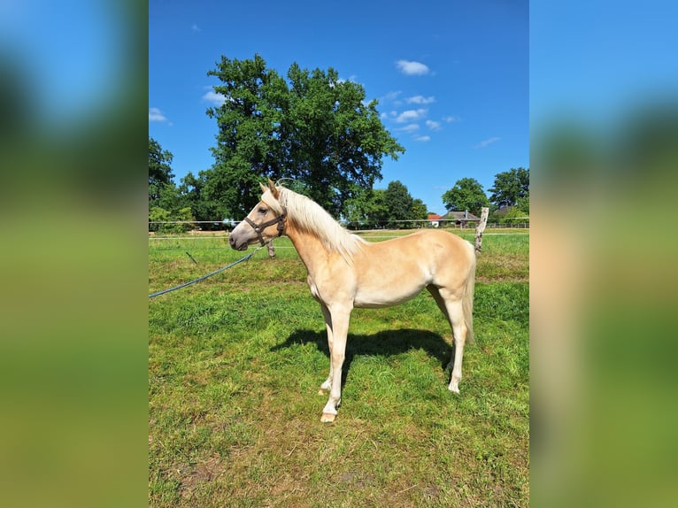 Haflinger Stute 1 Jahr 155 cm Fuchs in Ahnsbeck