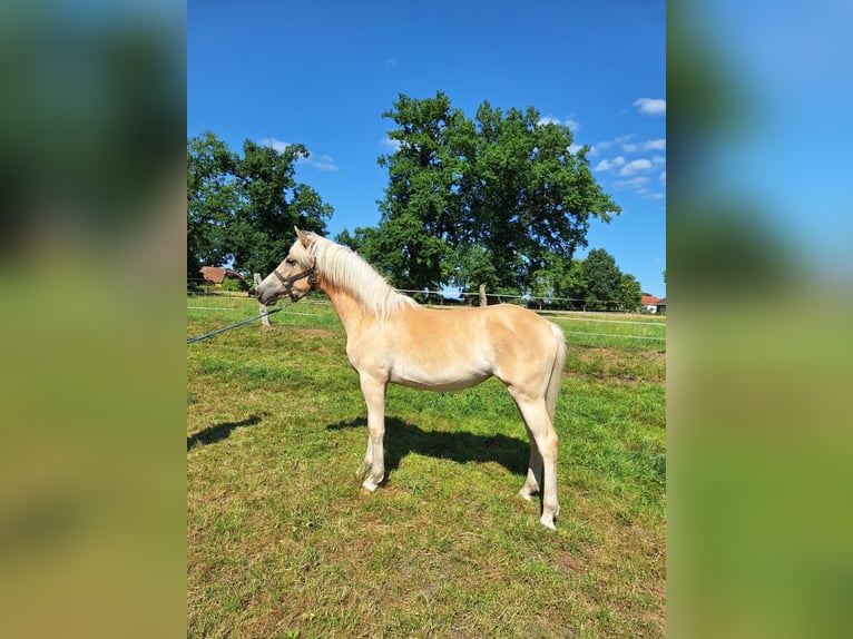 Haflinger Stute 1 Jahr 155 cm Fuchs in Ahnsbeck