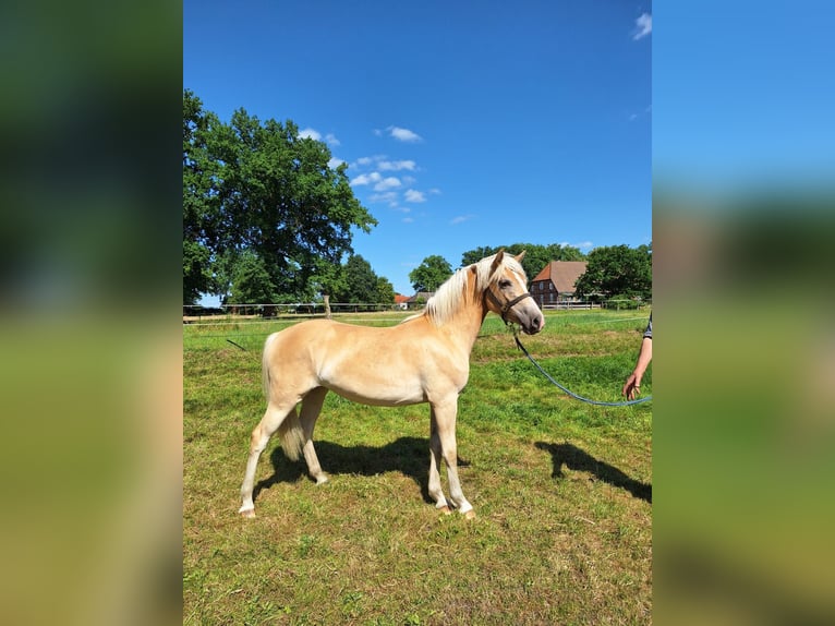 Haflinger Stute 1 Jahr 155 cm Fuchs in Ahnsbeck