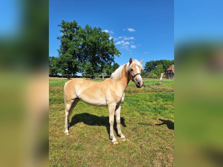 Haflinger Stute 1 Jahr 155 cm Fuchs in Ahnsbeck