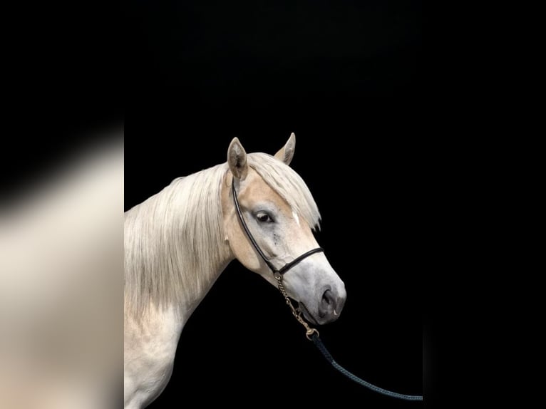 Haflinger Stute 1 Jahr in Hessisch Oldendorf