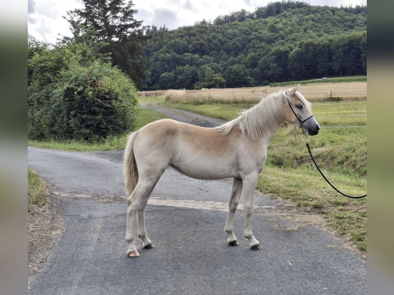 Haflinger Stute 1 Jahr in Hessisch Oldendorf