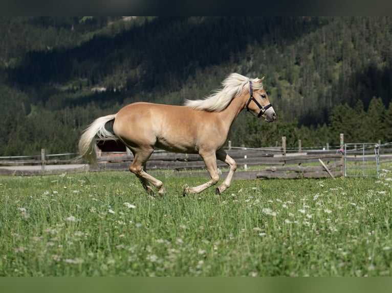 Haflinger Stute 1 Jahr Dunkelfuchs in Häselgehr