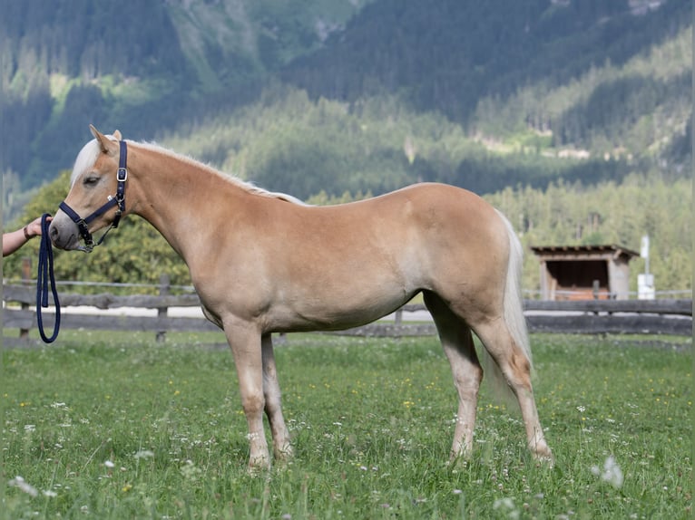 Haflinger Stute 1 Jahr Dunkelfuchs in Häselgehr