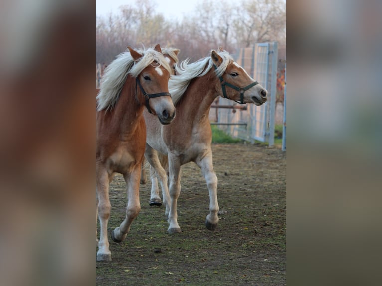 Haflinger Stute 1 Jahr in Wallern