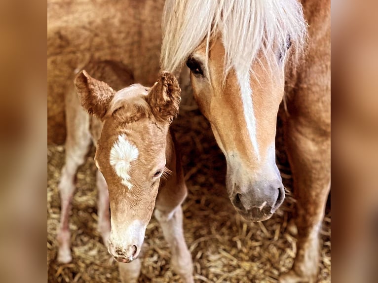 Haflinger Stute 1 Jahr Fuchs in Kleinlangheim