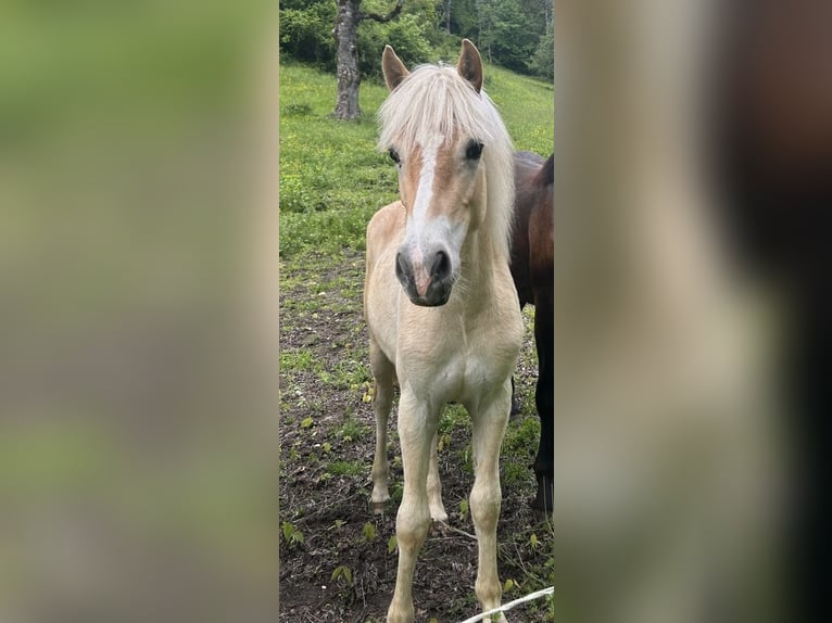Haflinger Stute 1 Jahr Fuchs in Treffen