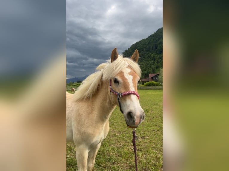Haflinger Stute 1 Jahr Fuchs in Treffen