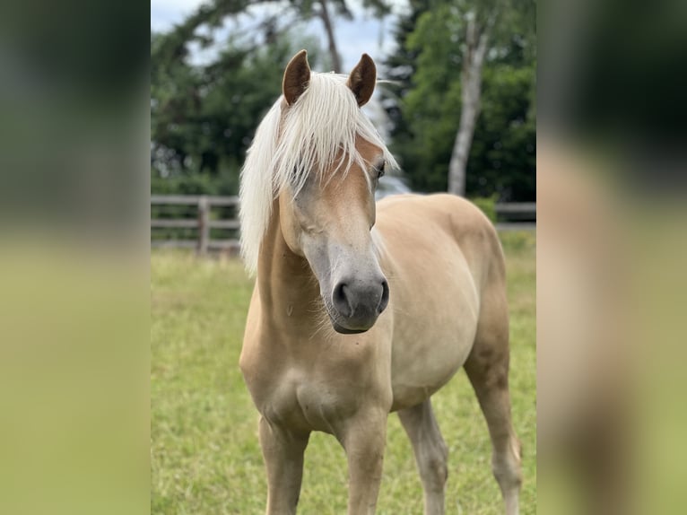 Haflinger Stute 1 Jahr Fuchs in Seedorf