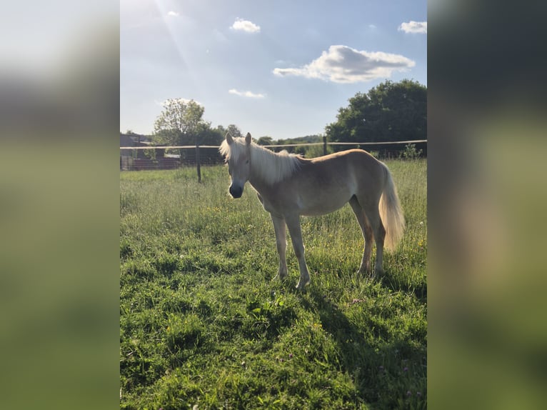 Haflinger Stute 1 Jahr Fuchs in Bad Münstereifel