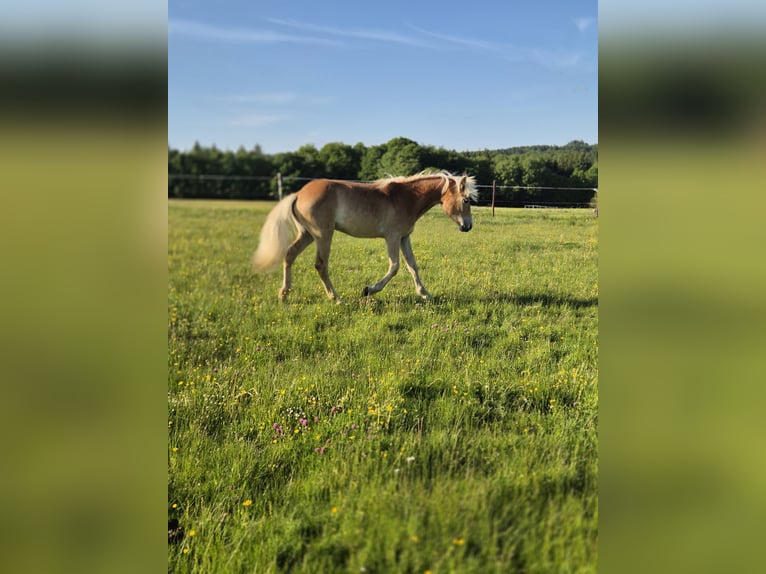 Haflinger Stute 1 Jahr Fuchs in Bad Münstereifel