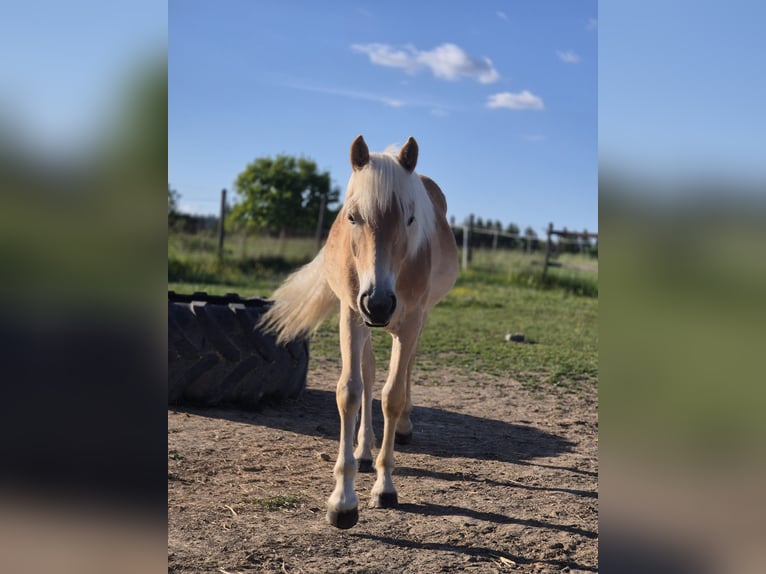 Haflinger Stute 1 Jahr Fuchs in Bad Münstereifel