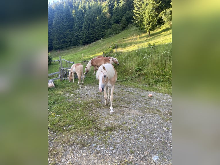 Haflinger Stute 1 Jahr Fuchs in Hippach-Schwendberg