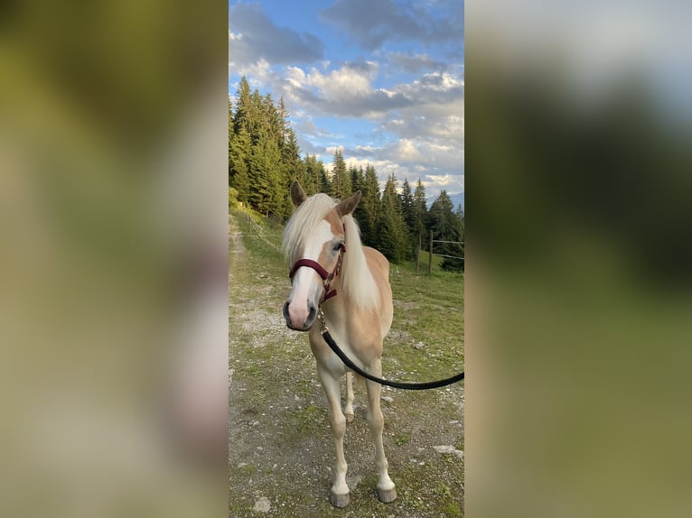 Haflinger Stute 1 Jahr Fuchs in Hippach-Schwendberg