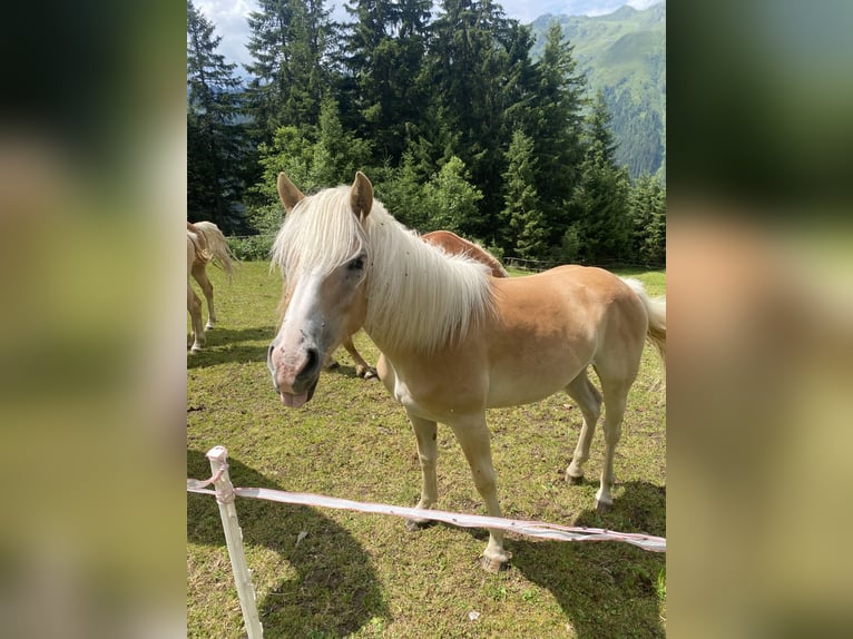 Haflinger Stute 1 Jahr Fuchs in Hippach-Schwendberg