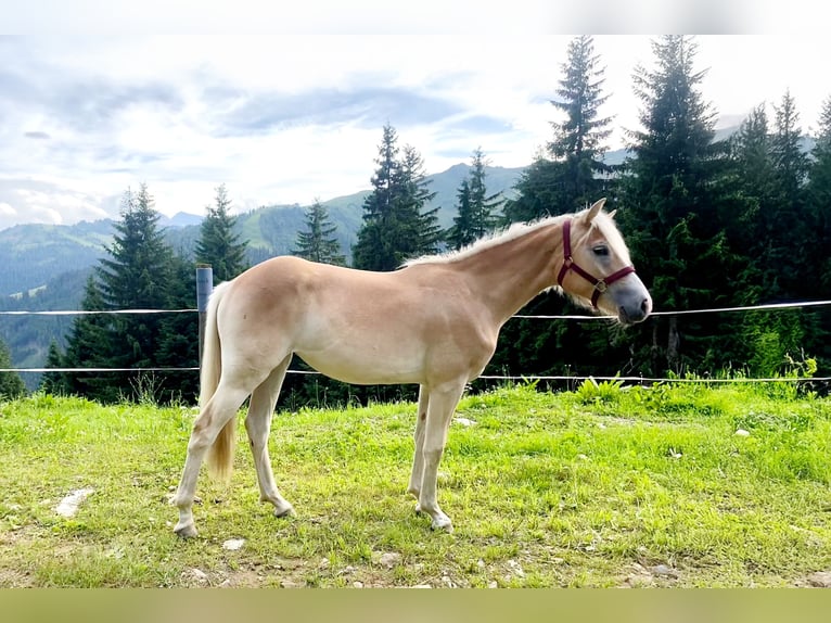 Haflinger Stute 1 Jahr Fuchs in Hippach-Schwendberg
