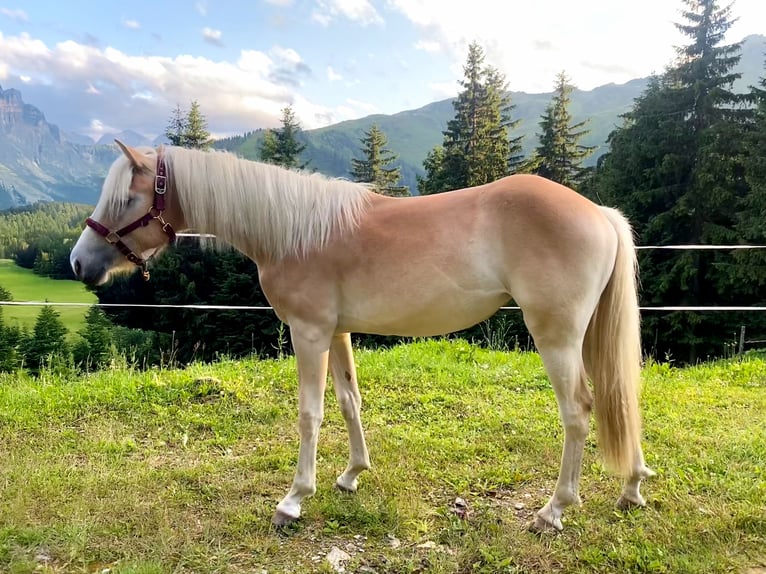 Haflinger Stute 1 Jahr Fuchs in Hippach-Schwendberg