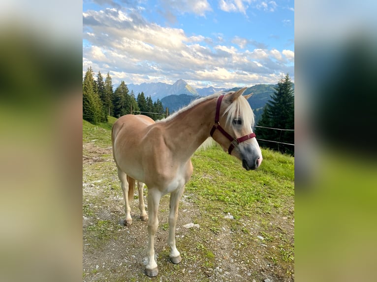Haflinger Stute 1 Jahr Fuchs in Hippach-Schwendberg