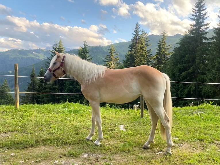 Haflinger Stute 1 Jahr Fuchs in Hippach-Schwendberg