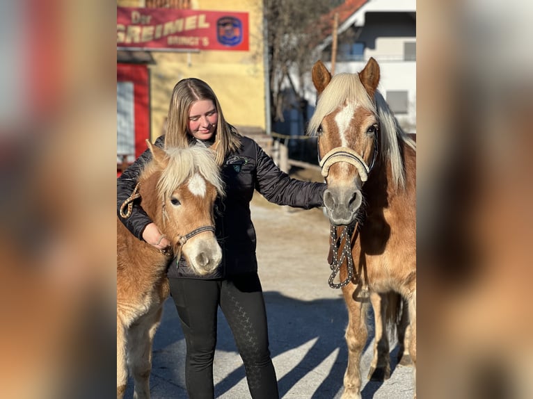 Haflinger Stute 1 Jahr Fuchs in Fladnitz an der Teichalm