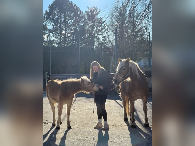 Haflinger Stute 1 Jahr Fuchs in Fladnitz an der Teichalm