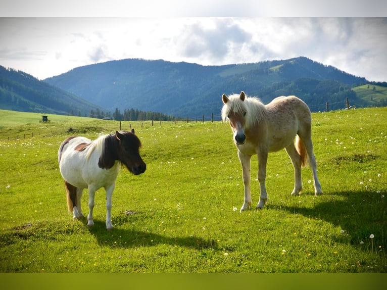 Haflinger Stute 1 Jahr Fuchs in Fladnitz an der Teichalm