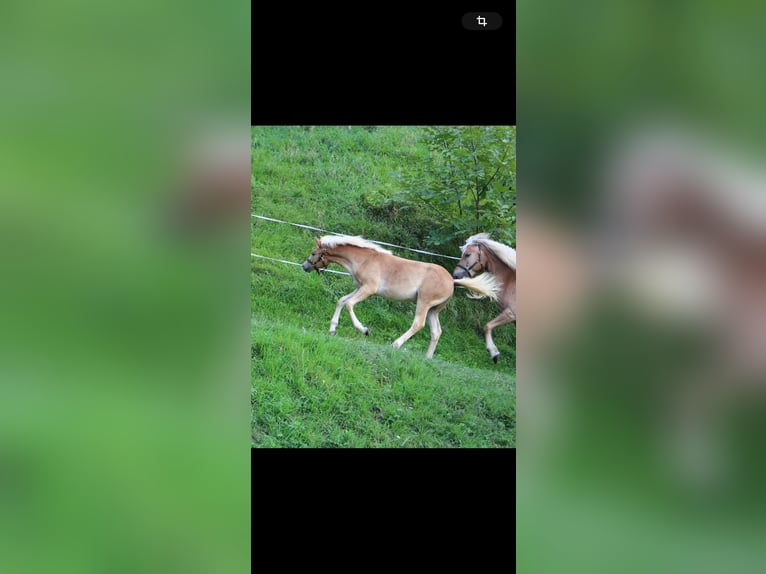 Haflinger Stute 1 Jahr Fuchs in Murstetten