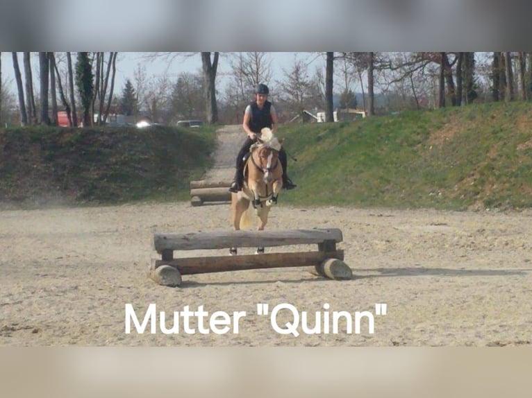 Haflinger Stute 1 Jahr Fuchs in Saxen