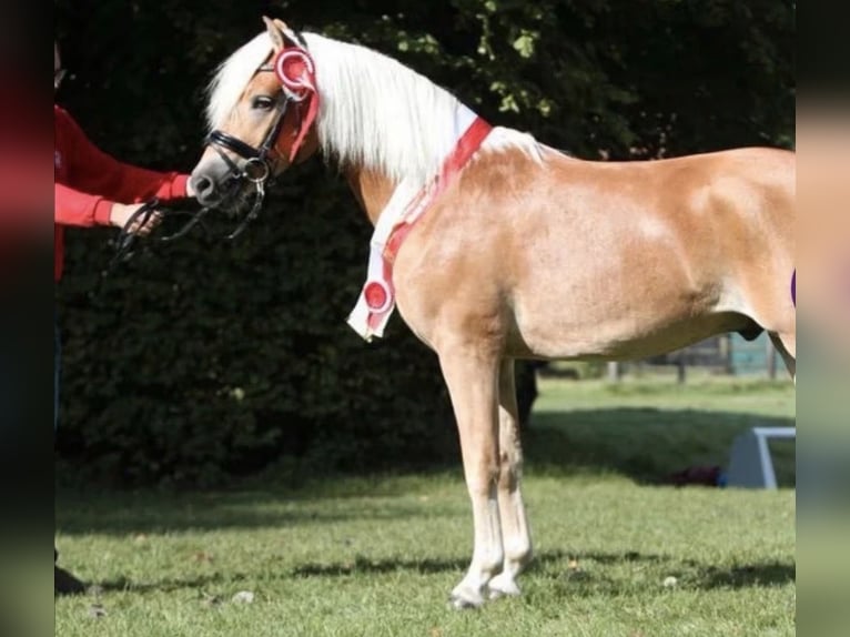 Haflinger Stute 1 Jahr Fuchs in Brunn