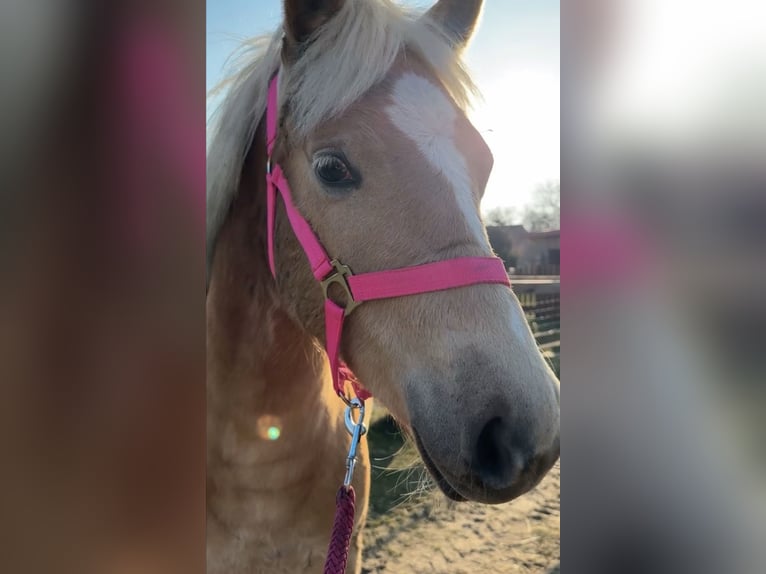 Haflinger Stute 1 Jahr Fuchs in Brunn