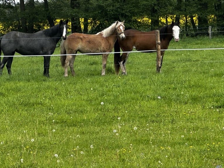 Haflinger Stute 1 Jahr Fuchs in Brunn