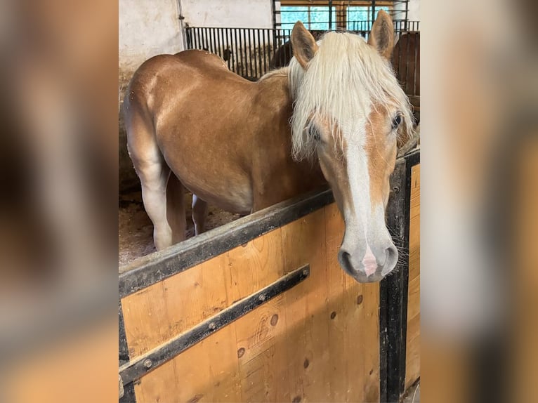 Haflinger Stute 1 Jahr Fuchs in Kelchsau
